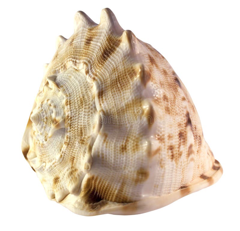 Isolated Shell of a Helmet Snail