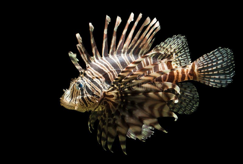 Isolated shot of a Lion fish royalty free stock image Isolated shot of a Lion fish royalty free stock image