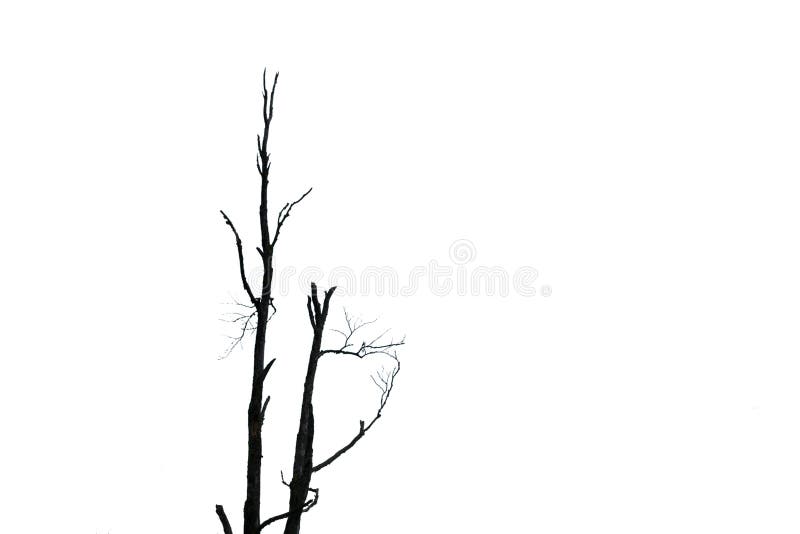 Isolated silhouette of a dead tree royalty free stock photos Isolated silhouette of a dead tree royalty free stock photos