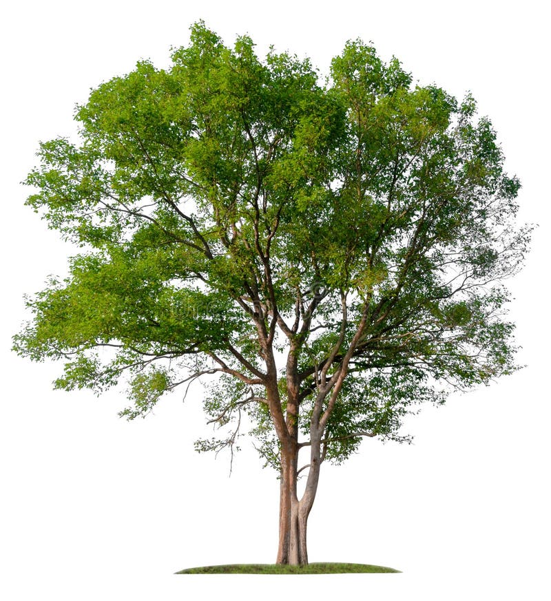 Tận hưởng vẻ đẹp hùng vĩ của cây lớn với ảnh cây lớn PNG miễn phí chất lượng cao. Những bức ảnh này không chỉ đơn thuần là hình ảnh cây lớn, mà còn là một điểm nhấn, một nét đẹp tuyệt vời cho thiết kế của bạn.