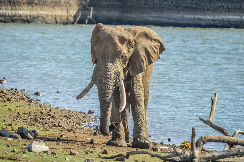 An isolated single lone African elephant in musth walking in a game reserve. An isolated single lone African elephant in musth walking in a nature reserve stock image An isolated single lone African elephant in musth walking in a game reserve. An isolated single lone African elephant in musth walking in a nature reserve stock image