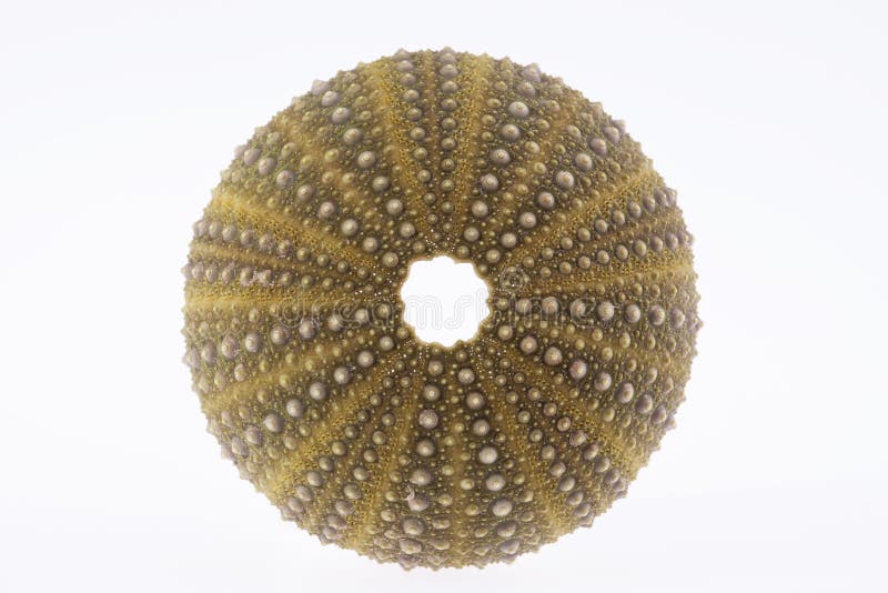 Sea urchin stock photo. Image of urchin, holes, black 15962004