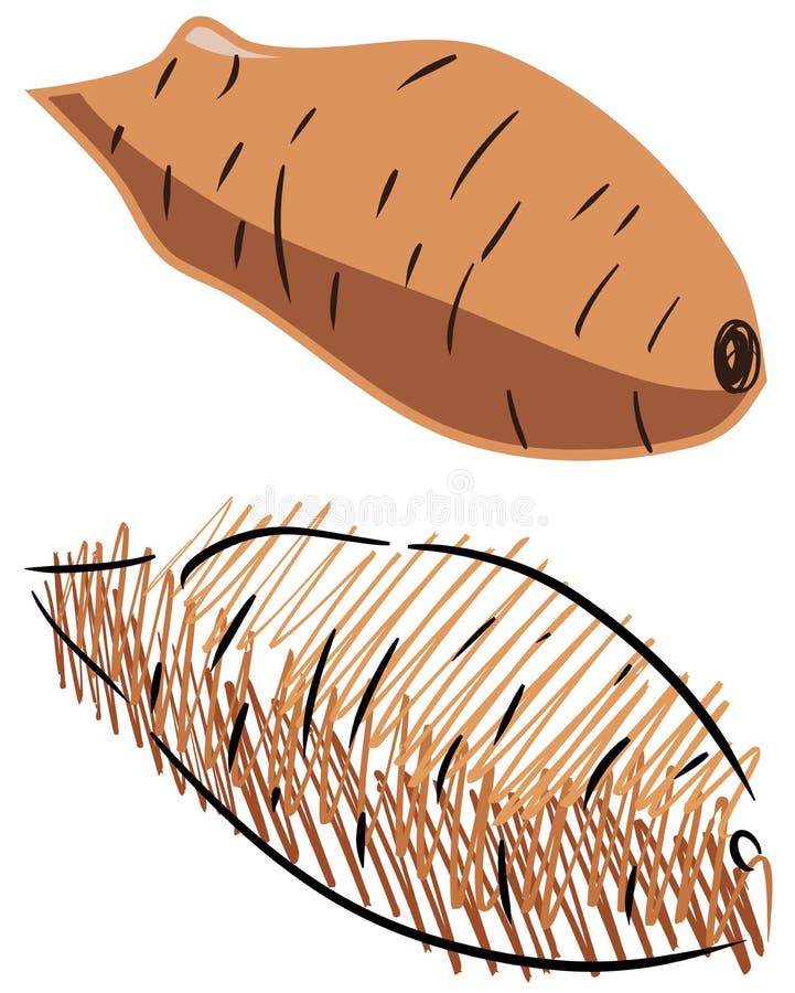 Isolated Sketch Of Sweet Potato Stock Vector - Image: 43781148
