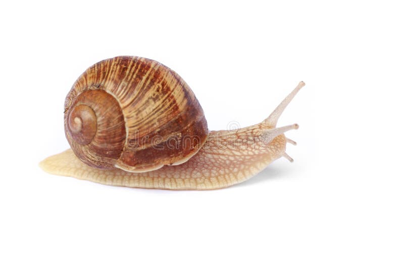 Isolated snail stock images