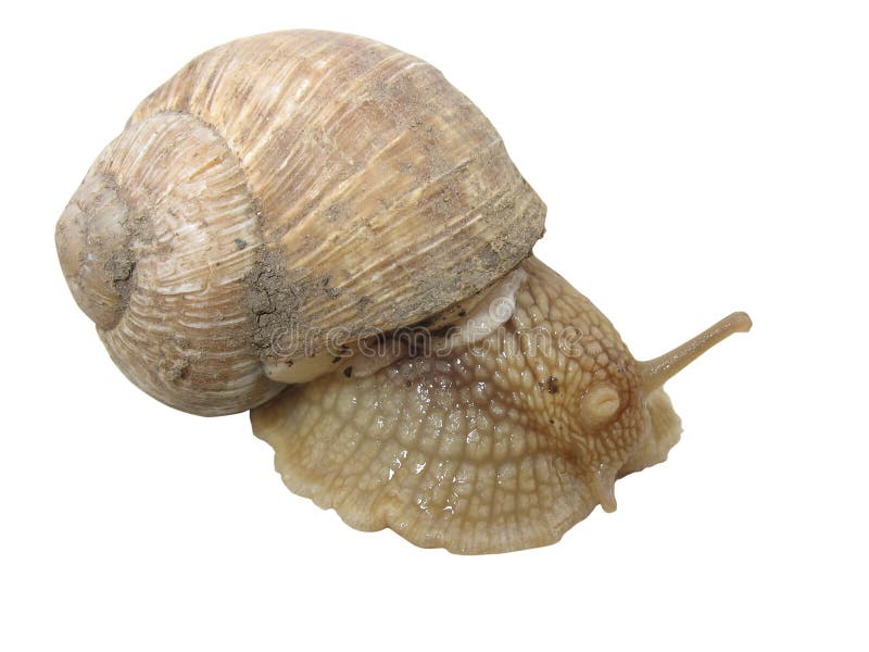 Isolated snail from a garden royalty free stock image