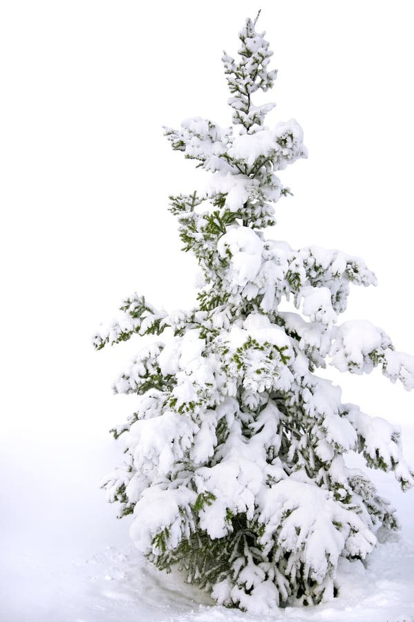 Isolated Snow covered pine tree
