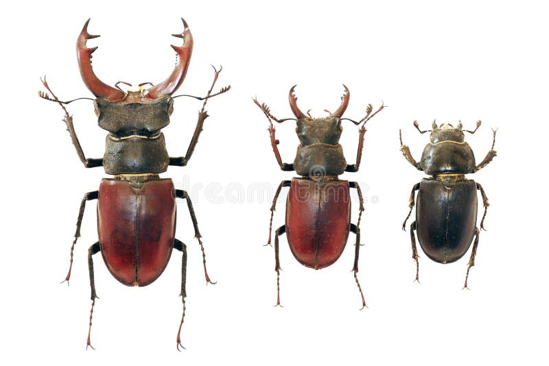 Isolated stag-beetles family