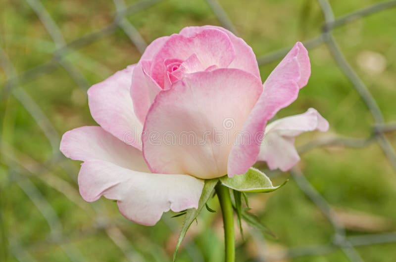 Pink Hybrid Tea Rose Alpine Sunset on Green Leaves Background Stock ...