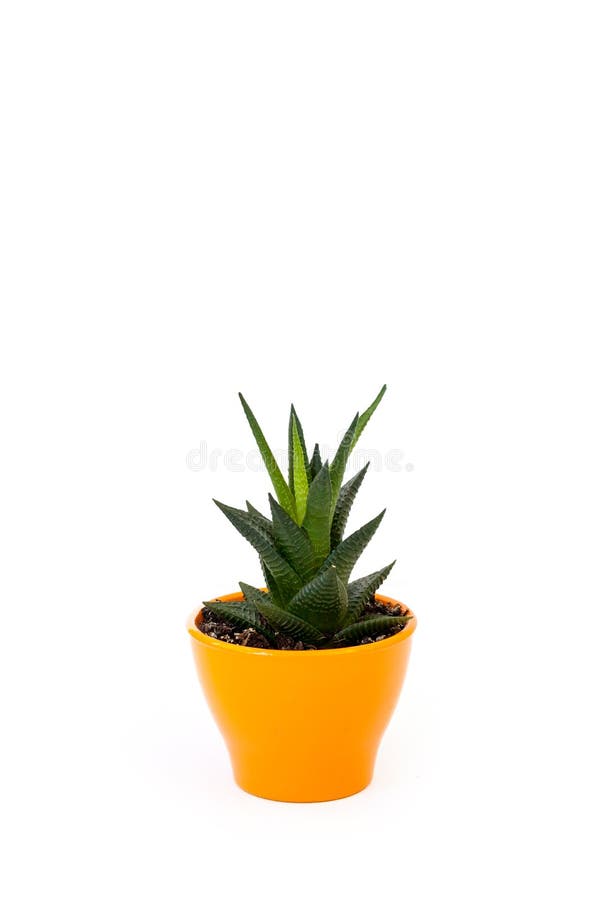 Isolated succulent in orange pot on white background. Home and garden concept royalty free stock images Isolated succulent in orange pot on white background. Home and garden concept royalty free stock images