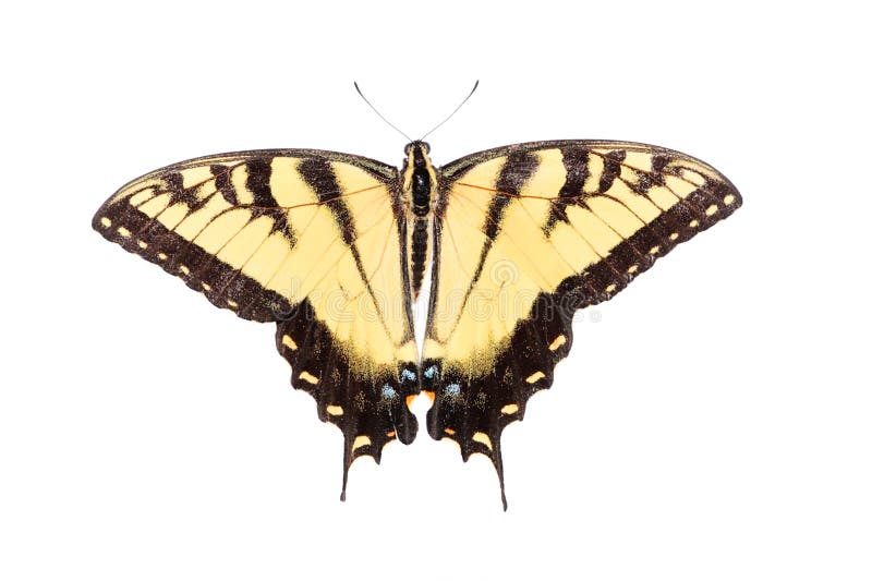 Isolated Tiger Swallowtail Butterfly stock photo Isolated Tiger Swallowtail Butterfly stock photo