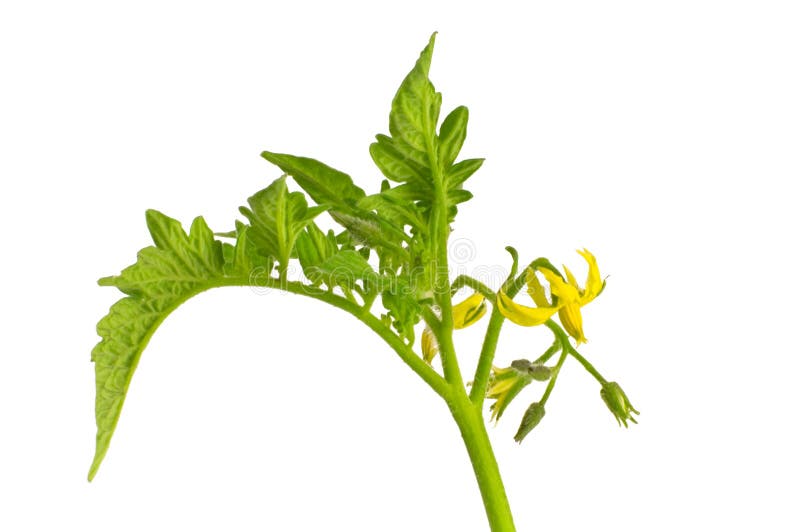 Isolated Tomato Leaves stock photo. Image of cook, good 6442166