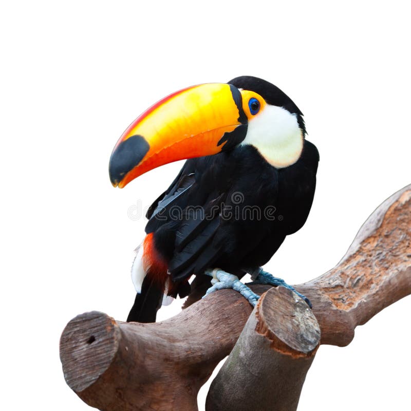 Tucán es un pájaro de nacido tucán de familia tucán de.