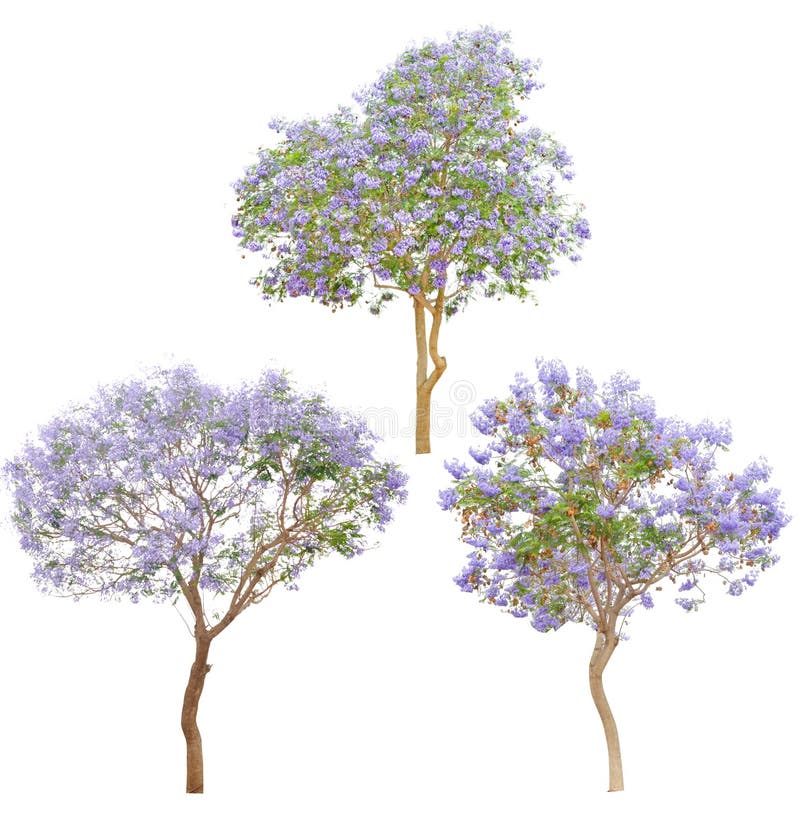 Jacaranda viola in fiore isolato albero.