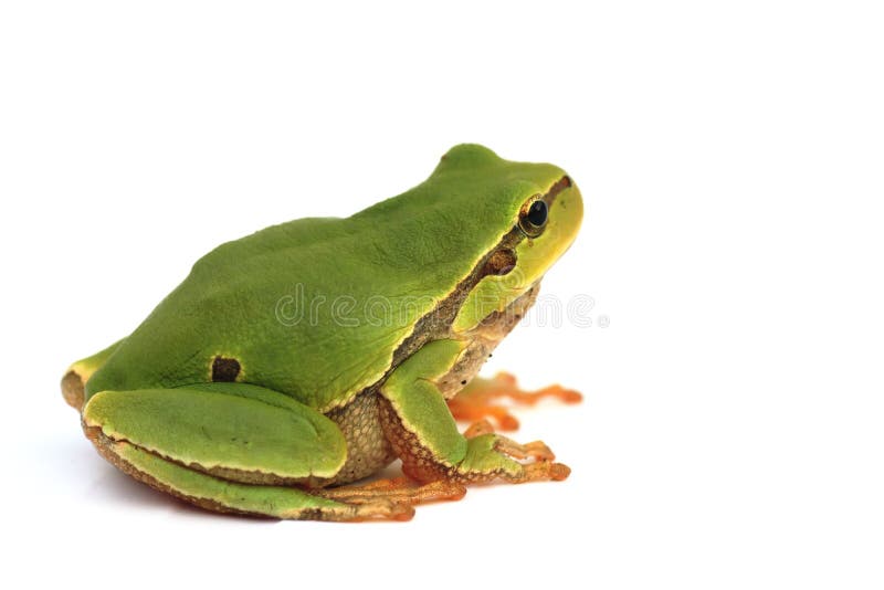 Isolated tree frog