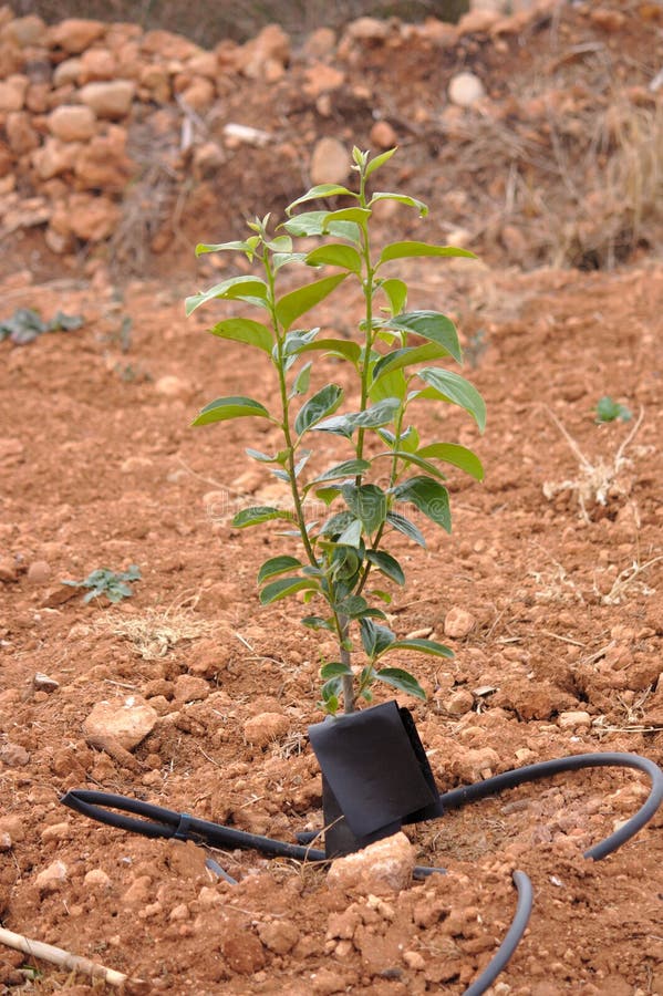 Isolated Tree Persimmon