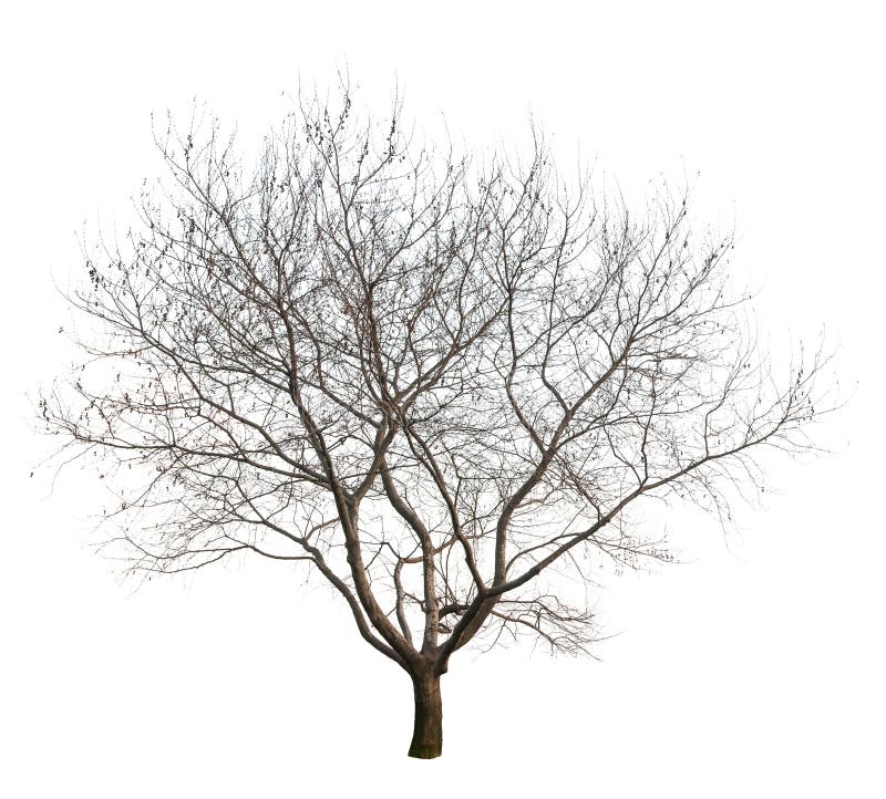Bare Tree royalty free stock photos