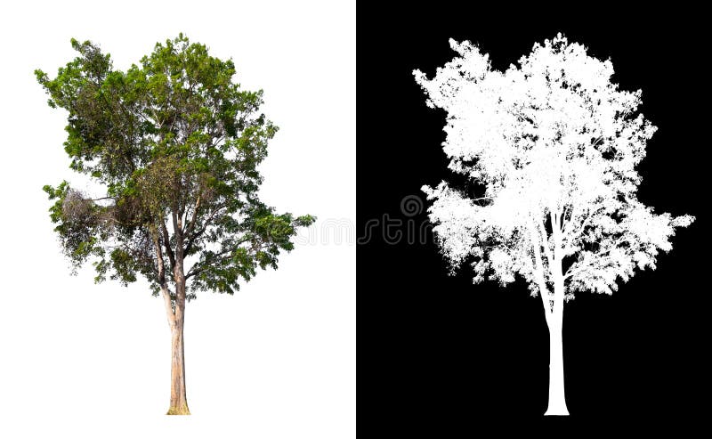 Isolated tree on white background with clipping path