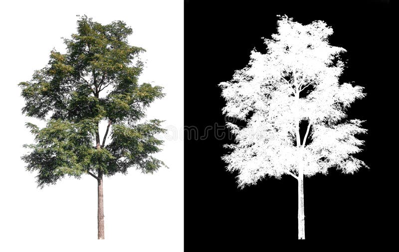 Isolated tree on white background with clipping path