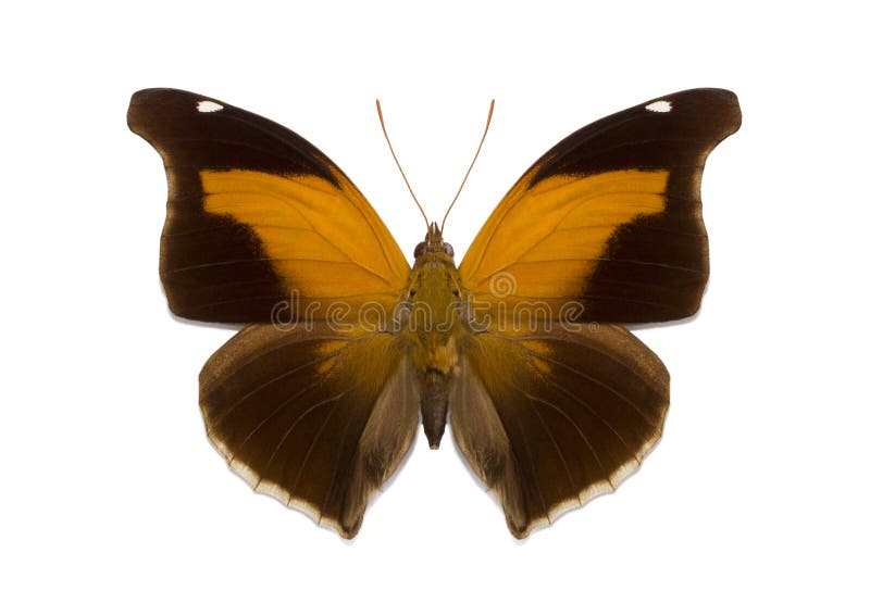 Isolated tropical butterfly Historis odius