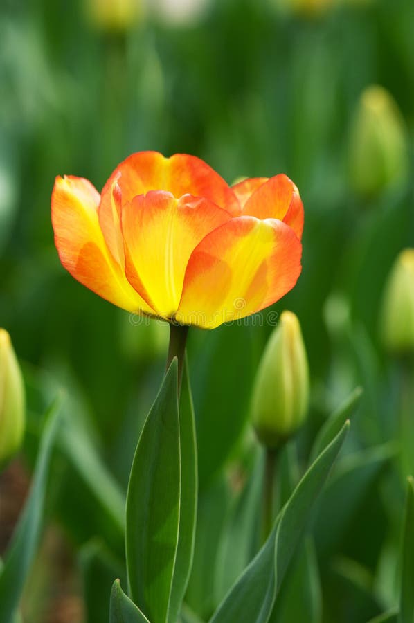 Isolated tulip