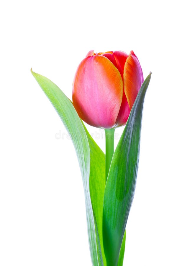 Isolated tulip flower