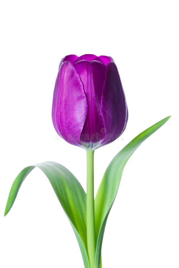 Un isolato viola tulip di fiori su sfondo bianco.