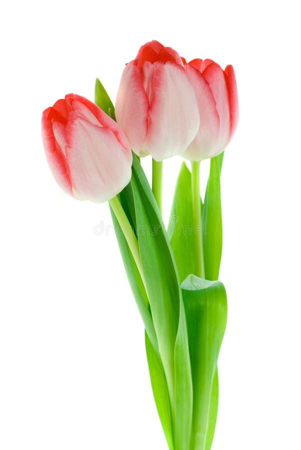 Isolated tulips