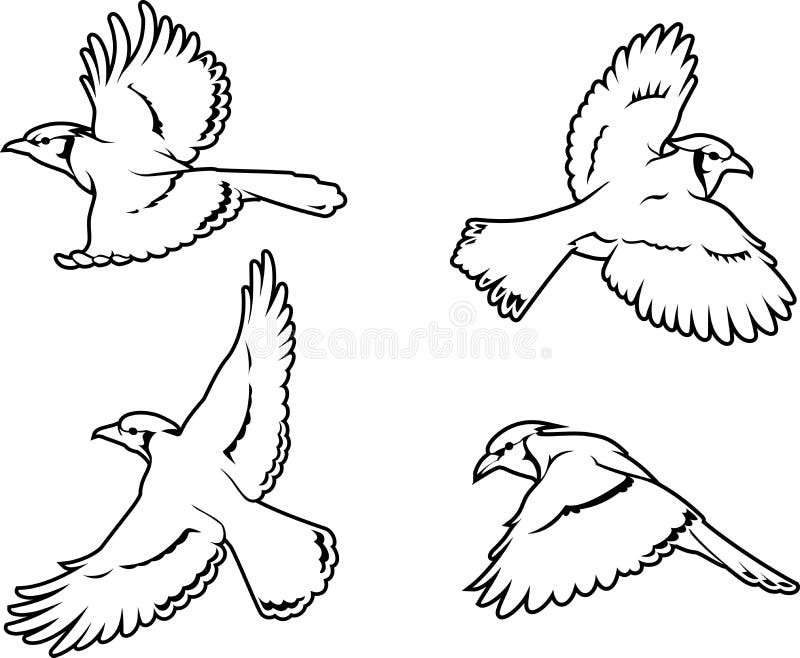 Blue Jay Feather Stock Illustrations 252 Blue Jay Feather Stock Illustrations Vectors Clipart Dreamstime