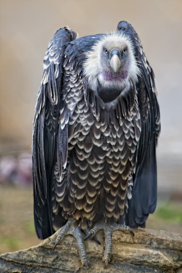 Isolated Vulture, Buzzard Looking at You Stock Image Image of