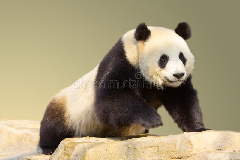 Isolated Walking Giant Panda