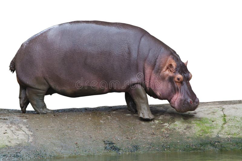 An isolated hippopotamus is walking in white background