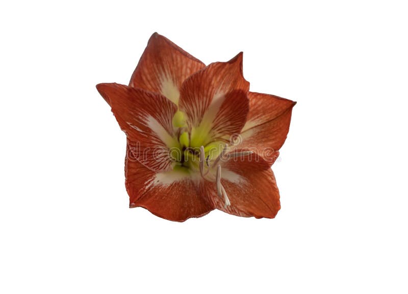 Isolated on White Background Beautiful Red Orange Flower Stock Image