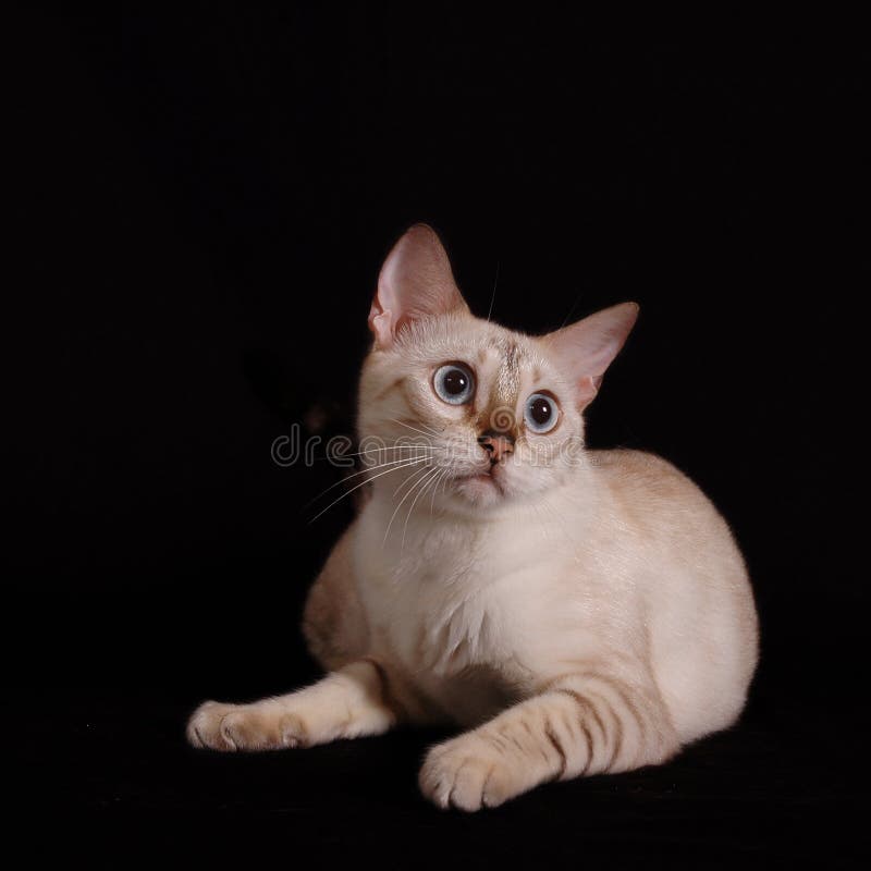 White Long Fur Cat Picture. Image 83022253