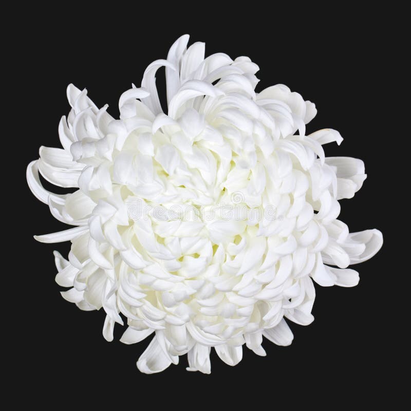 Isolated white daisy 3