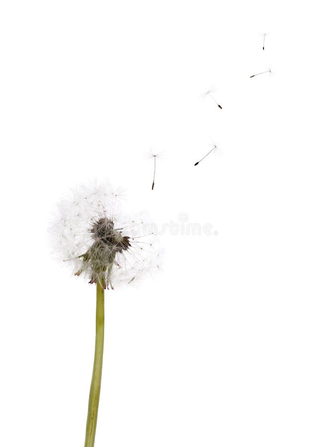 White Fluff Gentle Refined And Gentle Sunlight Illuminates The Ball Of  Dandelion Stock Photo, Picture and Royalty Free Image. Image 65794833.