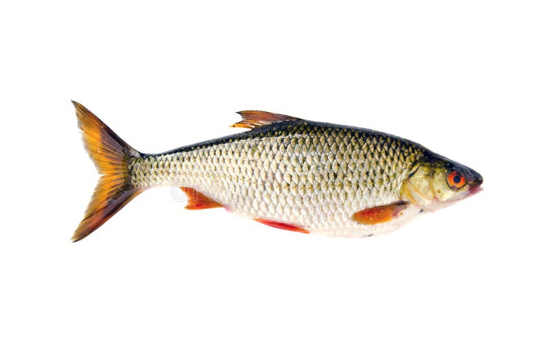 Isolated on white background fresh fish roach. Cockroach isolated water stock images, royalty-free photos and pictures