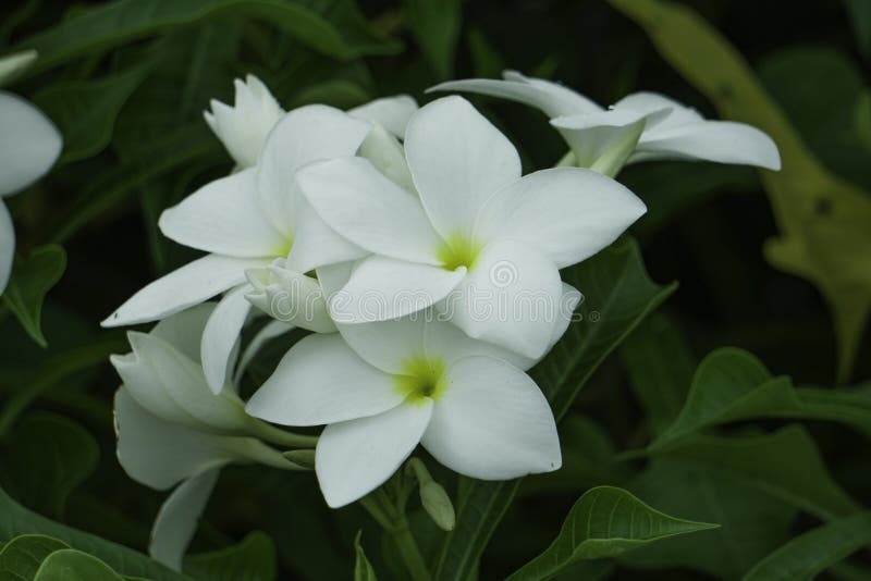 Isolated White Group Flower HD Image on House Garden Stock Image