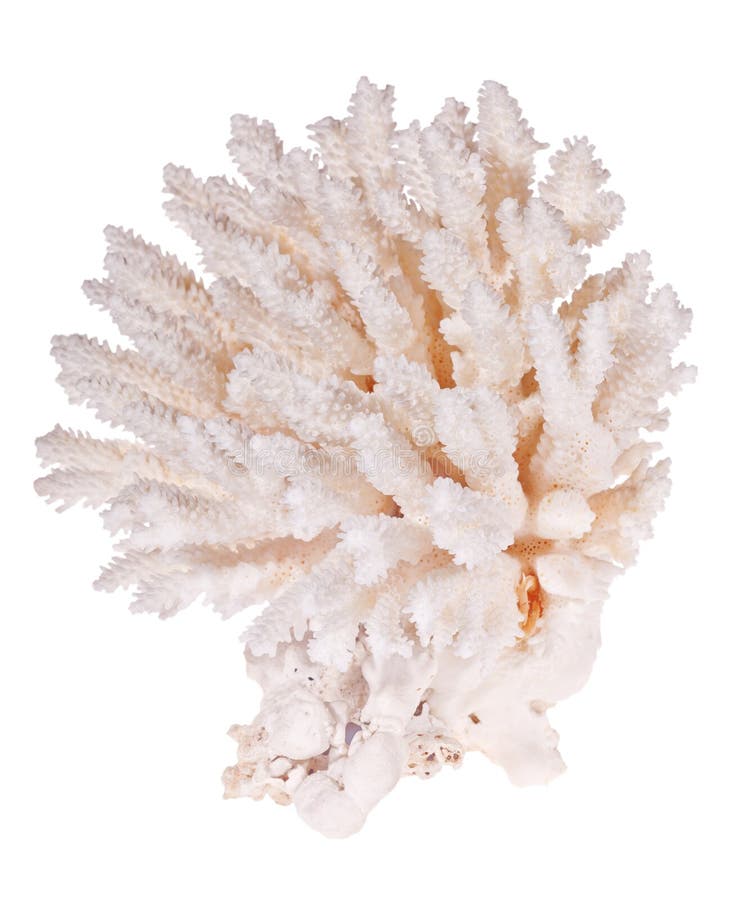 Red Gorgonian or Red Sea Fan Coral Stock Image - Image of aquarium ...