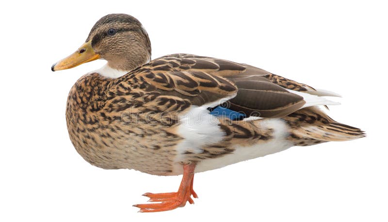 Standing Mallard Duck Drake Isolated on White Stock Photo - Image of ...