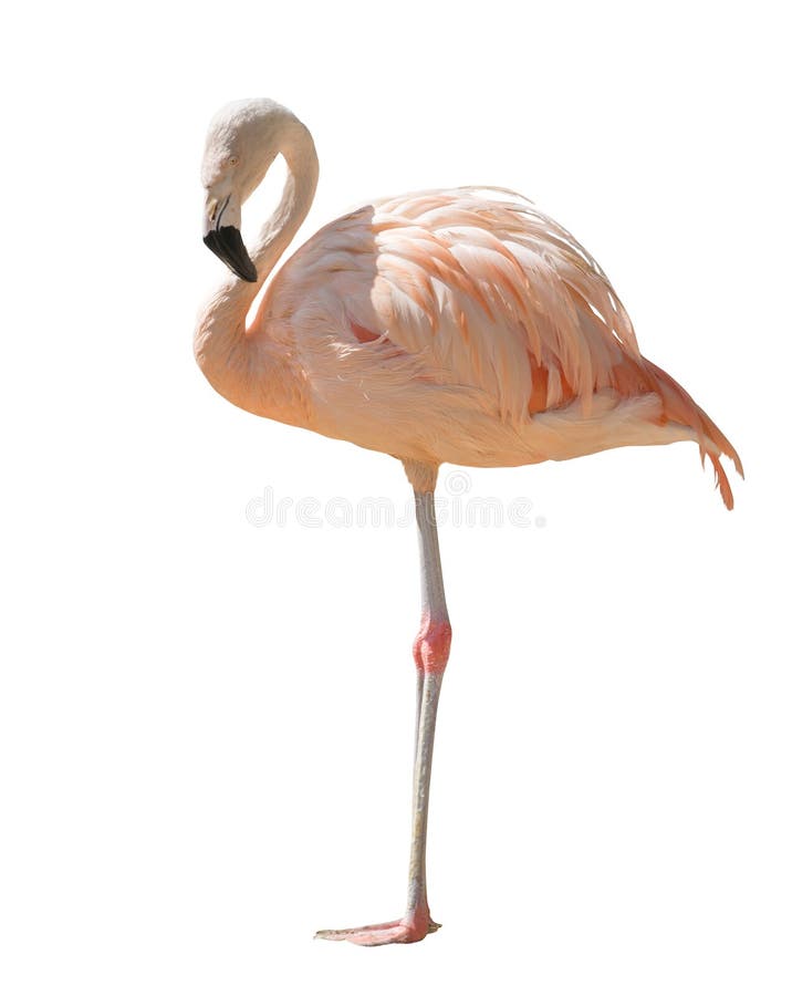 Isolated on white one standing flamingo