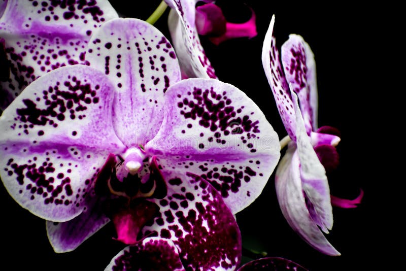 Isolated White and Purple Orchid Flowers, Black Background royalty free stock image Isolated White and Purple Orchid Flowers, Black Background royalty free stock image