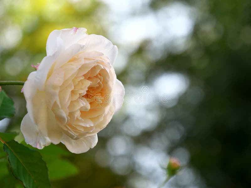 Isolated white rose or Gruss an Aachen in autumn in Tokyo