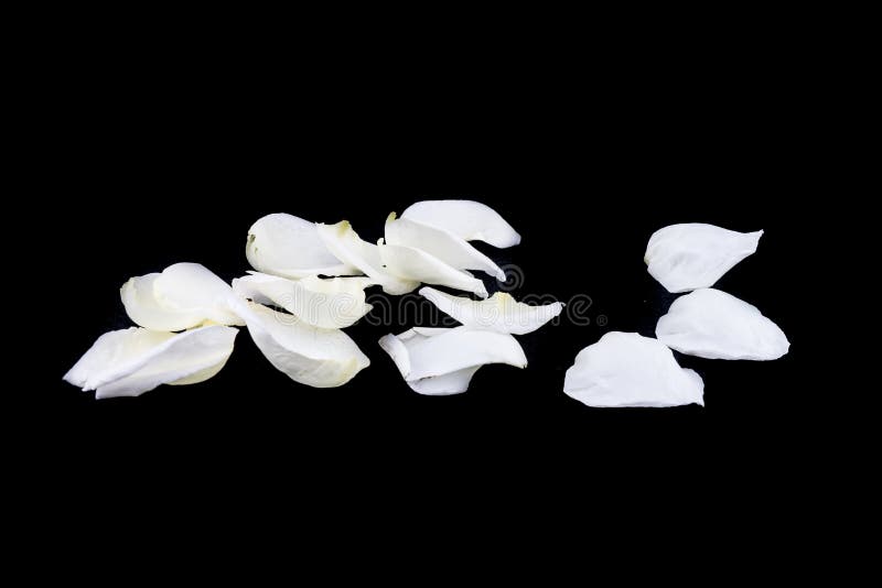 Isolated white rose petal on black stock photos