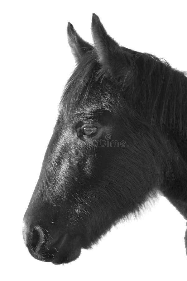 Isolated Wild Mustang Profile