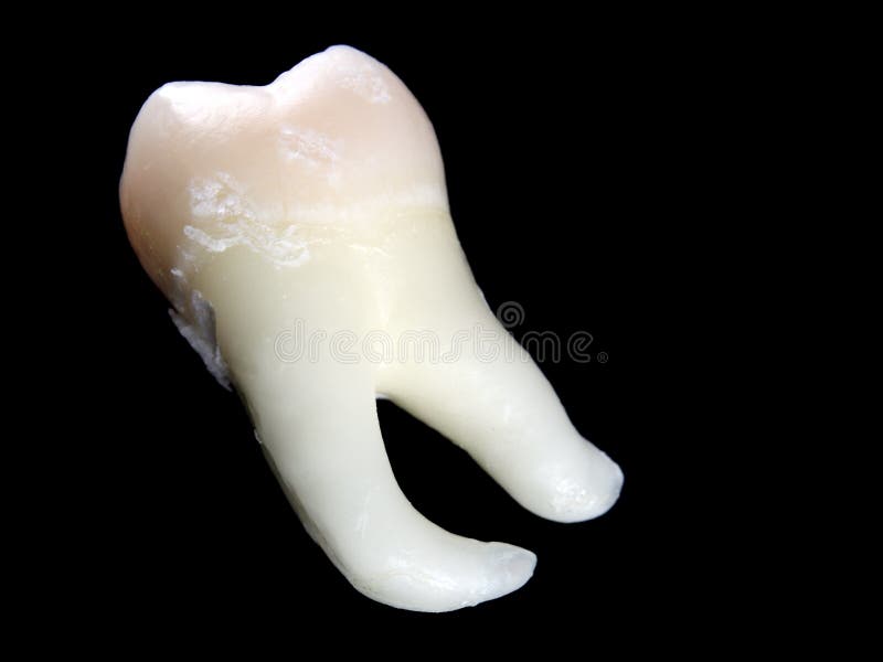Isolated Wisdom Tooth stock photography Isolated Wisdom Tooth stock photography