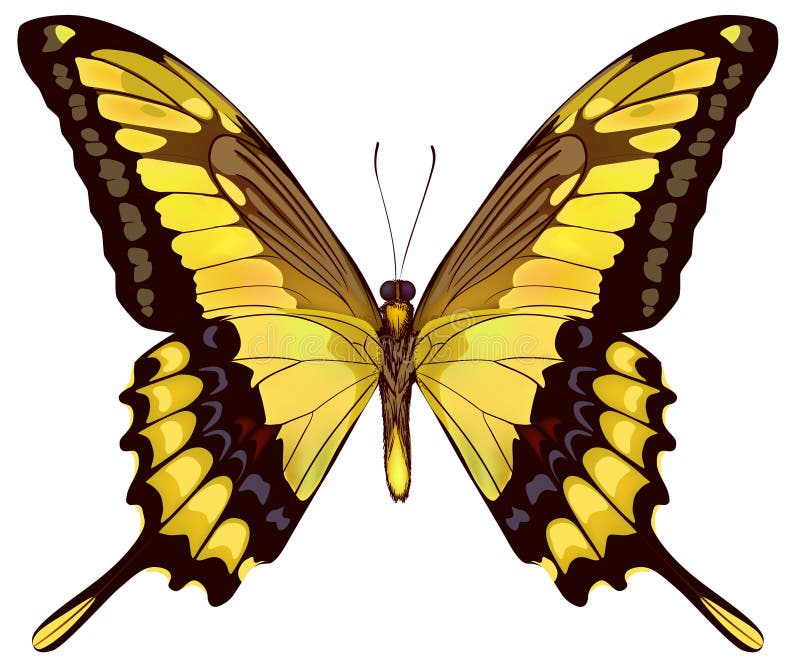 Isolated Yellow Butterfly vector illustration