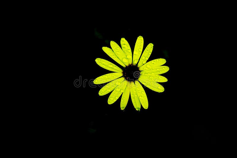 Isolated Lime Green Flower Background Stock Photo Image of blossom