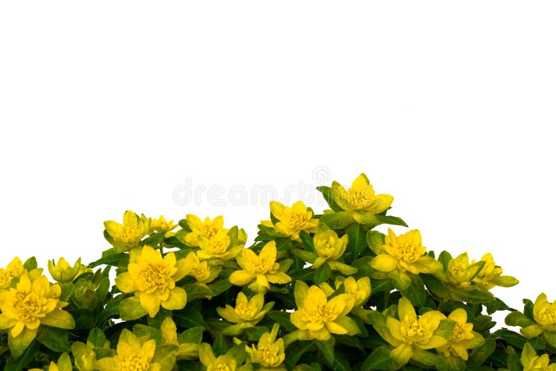 Isolated Yellow Flowers on White Background