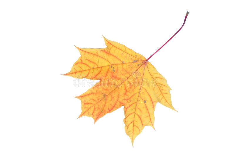Isolated yellow maple leaf