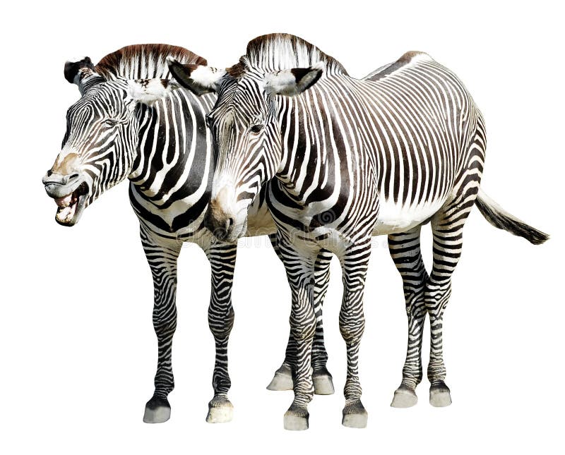 Zebra stock photo. Image of black, plains, herbivorous 4247446